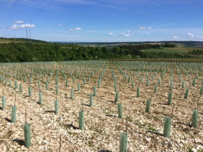 La jeune plantation aux BEURTOCHES. Les caches et les piquets sont là pour assurer la protection des jeunes plants. Protection très efficace contre les aléas climatiques, mais aussi des lapins et chevreuils qui en sont friands.