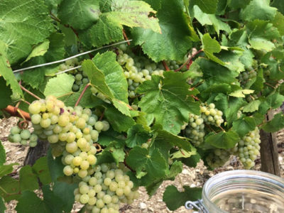 La période des vendanges approche. On surveille la maturité. On prélève soigneusement des baies, sur toute la parcelle.